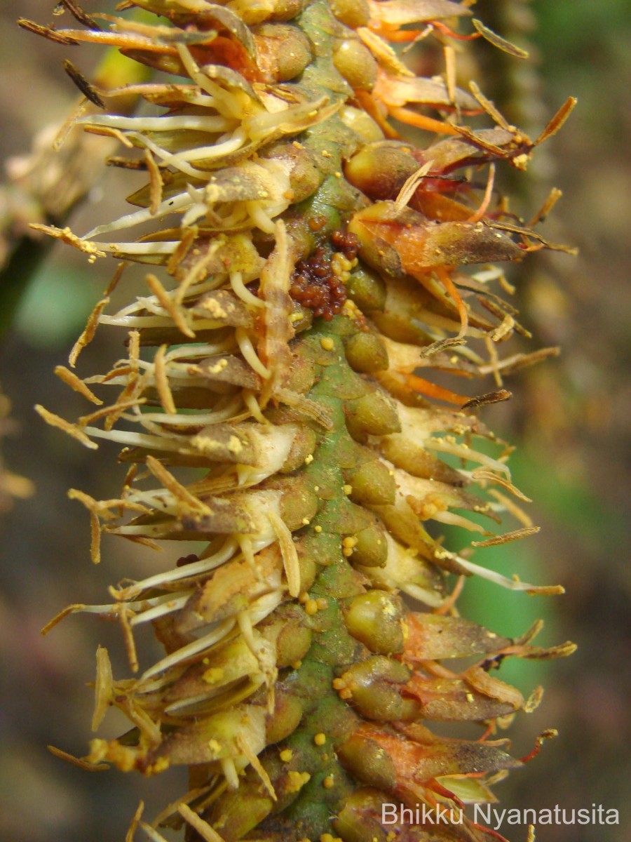 Calamus thwaitesii Becc.